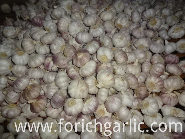 Normal White Garlic 5 0cm